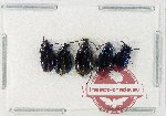 Alleculidae Scientific lot no. 8 (5 pcs)