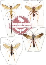 Scientific lot no. 41 - (Ichneumonidae) 4pcs