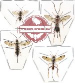 Scientific lot no. 42 - (Ichneumonidae) 4 pcs