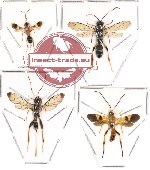 Scientific lot no. 43 - (Ichneumonidae) 4 pcs : (3pcs A2)