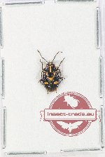Pentatomidae sp. 79