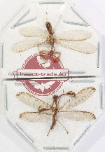 Scientific lot no. 20 Mantispidae (2 pcs)