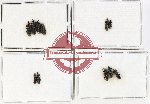 Scientific lot no. 1114 Curculionidae (Cossoninae spp.) (11 pcs)