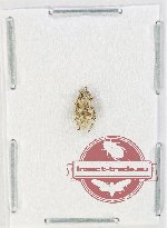Curculionidae sp. 198