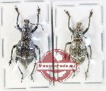 Scientific lot no. 1108 Curculionidae (2 pcs)
