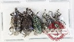 Scientific lot no. 1120 Curculionidae (5 pcs)