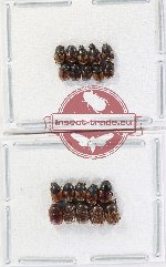 Scientific lot no. 1099 Coprophaga (Onthophagus spp.) (20 pcs)