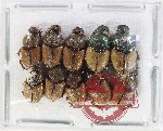Scientific lot no. 1107 Coprophaga (Onthophagus spp.) (10 pcs)