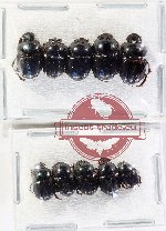 Scientific lot no. 1115 Coprophaga (10 pcs)