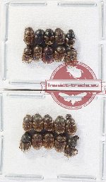 Scientific lot no. 1103 Coprophaga (Onthophagus spp.) (20 pcs)