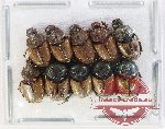 Scientific lot no. 1109 Coprophaga (Onthophagus spp.) (10 pcs)