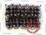 Scientific lot no. 1093 Coprophaga (Coprini) (10 pcs)