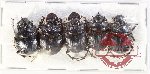Scientific lot no. 1091 Coprophaga (5 pcs)