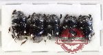 Scientific lot no. 1095 Coprophaga (Coprini) (5 pcs)