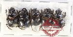 Scientific lot no. 1090 Coprophaga (5 pcs)