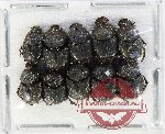 Scientific lot no. 1106 Coprophaga (Onthophagus spp.) (10 pcs)