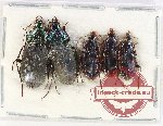 Scientific lot no. 1004A Carabidae (5 pcs)