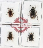 Scientific lot no. 692 Chrysomelidae (4 pcs)