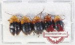 Scientific lot no. 691 Chrysomelidae (5 pcs)