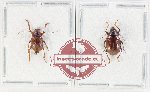 Scientific lot no. 690 Chrysomelidae (2 pcs)