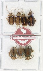 Scientific lot no. 688 Chrysomelidae (7 pcs)