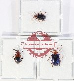 Scientific lot no. 685 Chrysomelidae (Lilioceris spp.) (3 pcs)