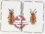 Scientific lot no. 701 Chrysomelidae (2 pcs)