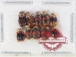 Scientific lot no. 698 Chrysomelidae (10 pcs)