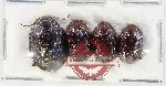 Scientific lot no. 683 Chrysomelidae (4 pcs)
