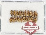 Scientific lot no. 681 Chrysomelidae (20 pcs)