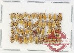 Scientific lot no. 680 Chrysomelidae (46 pcs)