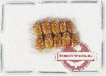 Scientific lot no. 679 Chrysomelidae (10 pcs)