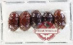 Scientific lot no. 684 Chrysomelidae (5 pcs)
