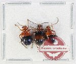 Scientific lot no. 686 Chrysomelidae (Lilioceris spp.) (3 pcs A)