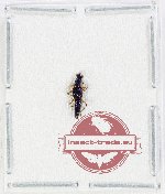 Staphylinidae sp. 25 (A-)