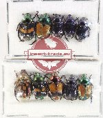 Scientific lot no. 427 Rutelinae (10 pcs)