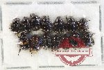 Scientific lot no. 431 Rutelinae (14 pcs)