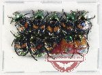 Scientific lot no. 426 Rutelinae (10 pcs)