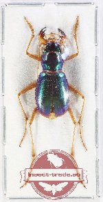 Pseudotetracha mendacia