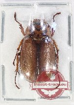 Melolonthinae sp. 26