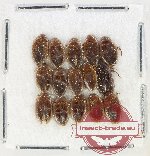 Scientific lot no. 240 Dytiscidae (15 pcs)