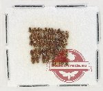 Scientific lot no. 236 Dytiscidae (52 pcs)