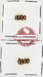 Hydrophilidae Scientific lot no. 396 (8 pcs)