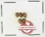 Hydrophilidae Scientific lot no. 397 (5 pcs)