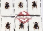 Hybosorinae Scientific lot no. 133 (6 pcs)