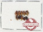 Scientific lot no. 682 Chrysomelidae (10 pcs)