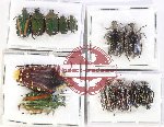 Scientific lot no. 79 Cetoniidae (13 pcs A-, A2)