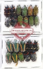Scientific lot no. 74 Cetoniidae (22 pcs)