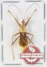Reduviidae sp. 38 (A2)