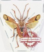 Pentatomidae sp. 78 (SPREAD) (A-)